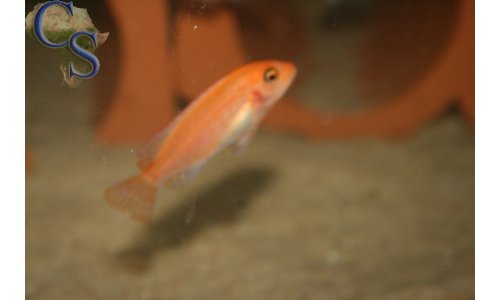 Metriaclima estherae minos reef